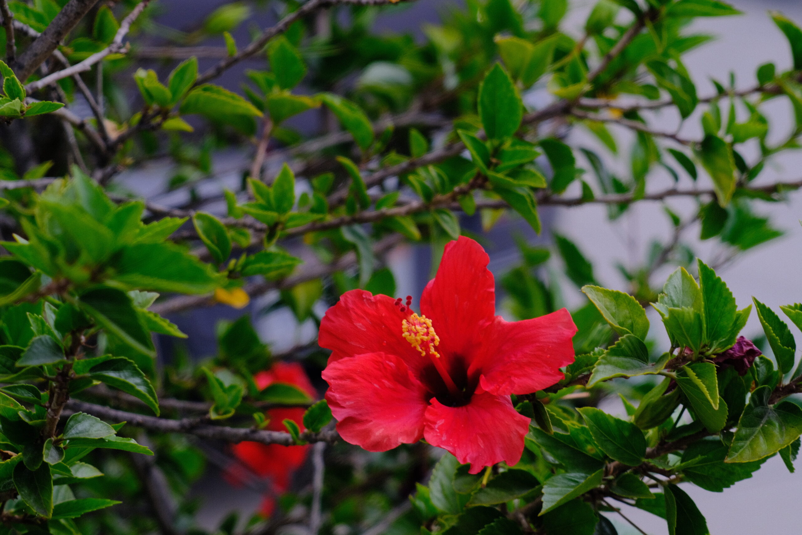 4B4D00F4-6C55-432E-A50A-8746175A7D7C-30525-0000048A47FF9659